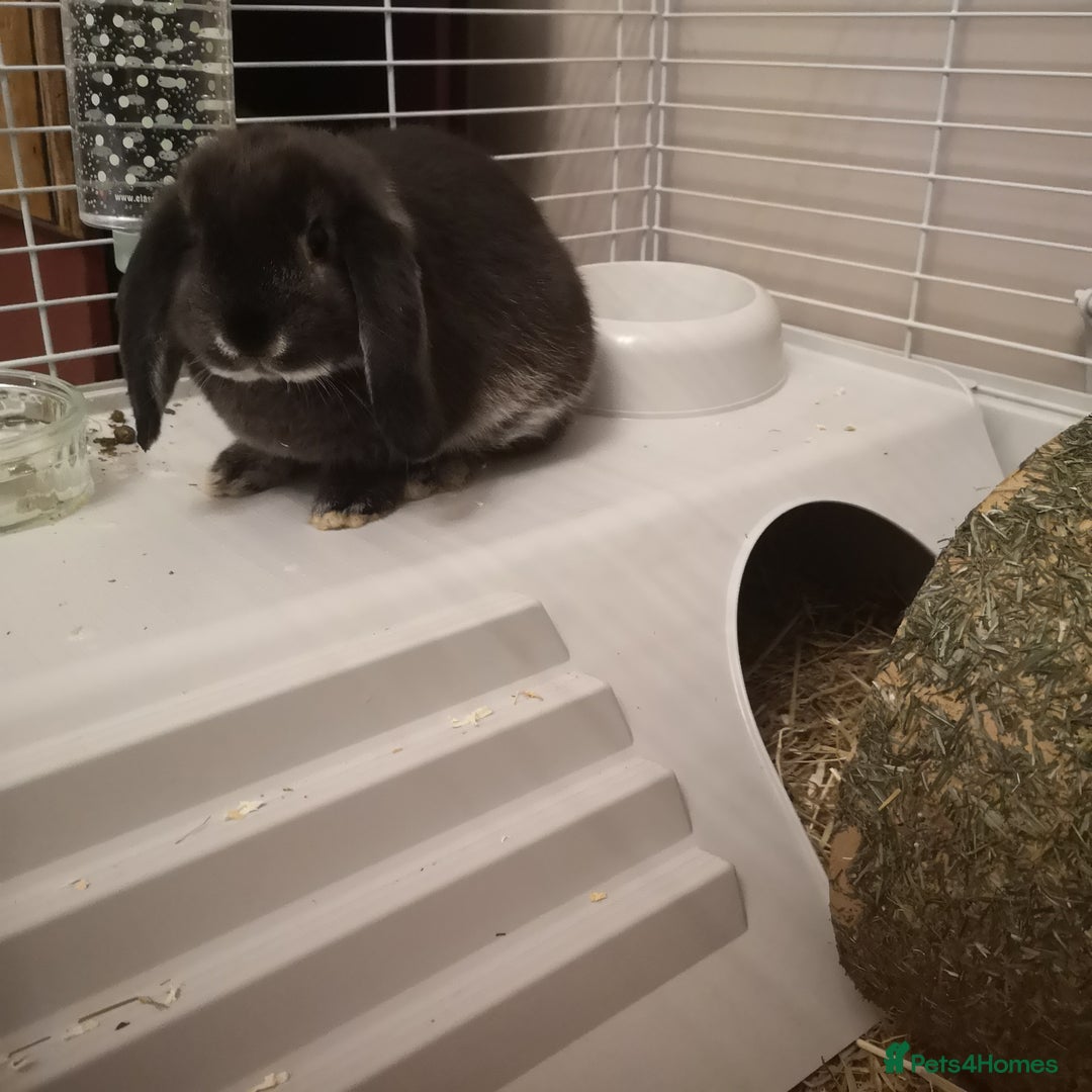 Mini Lop rabbits for sale: 2 mini lop males - Advert 7