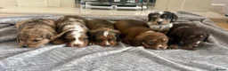 Cocker Spaniel dogs for sale: Cocker spaniel puppies  - Advert 2