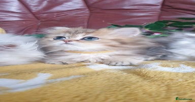 Persian cats - Advert 5