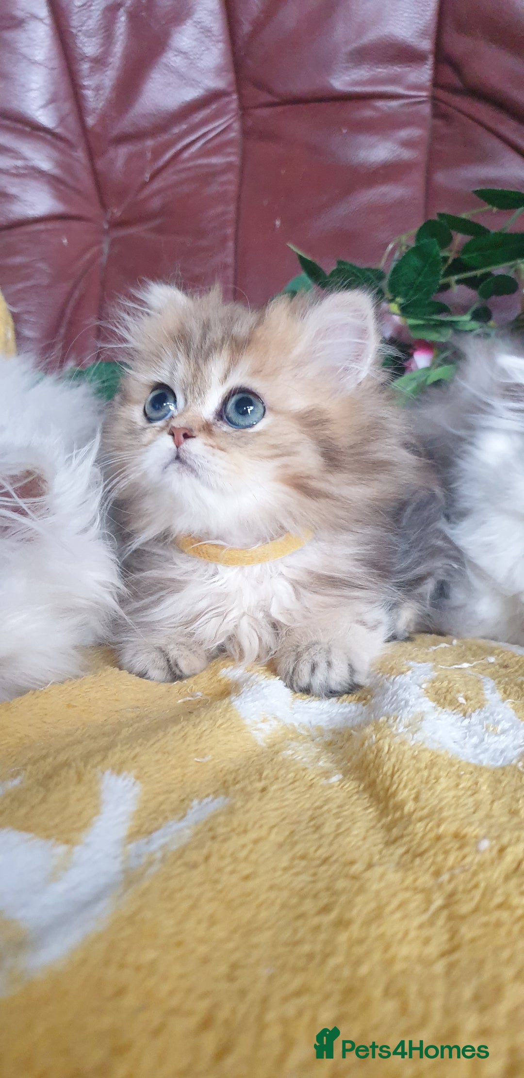 Persian cats for sale: 🌟Beautiful Pedigree Chinchilla Persian Kitten🌟 - Image 3