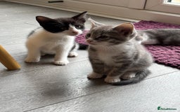 Domestic Shorthair cats for sale: Kitten 🐈‍⬛ looking for loving home 🏠  - Image 5