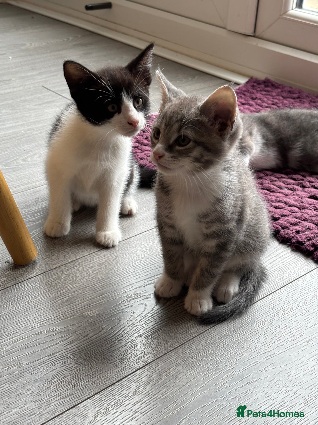 Domestic Shorthair cats for sale: Kitten 🐈‍⬛ looking for loving home 🏠  - Image 5