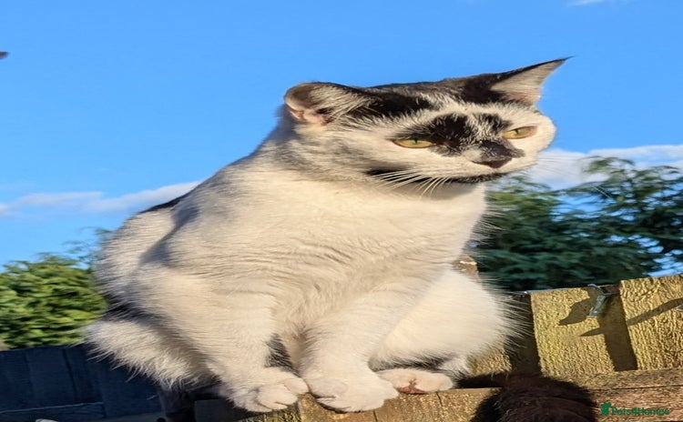 Domestic Shorthair cats - Advert 2