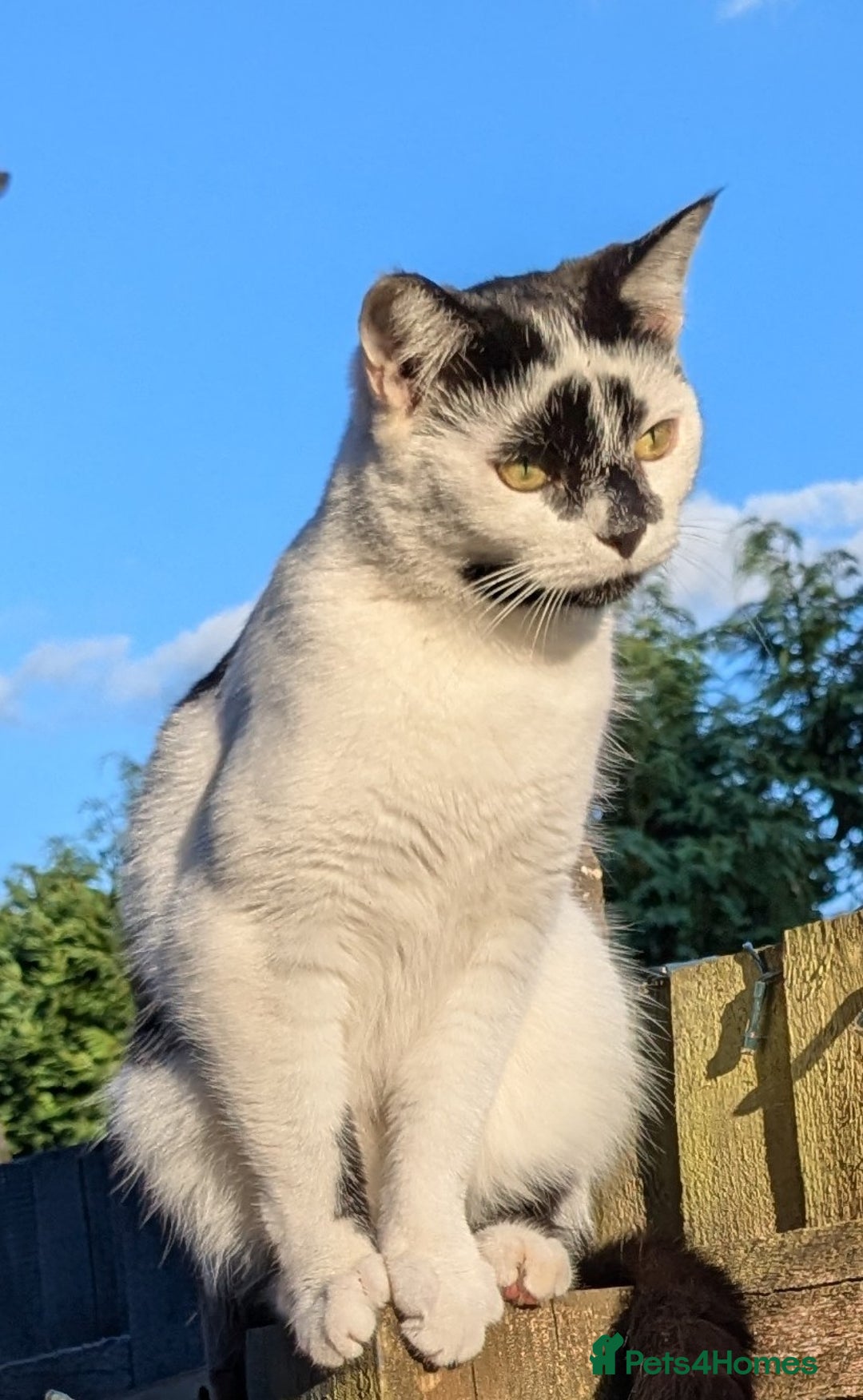 Domestic Shorthair cats for sale: Looking for a new home  - Image 1