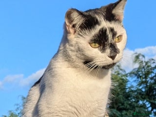 Domestic Shorthair cats - Advert 9