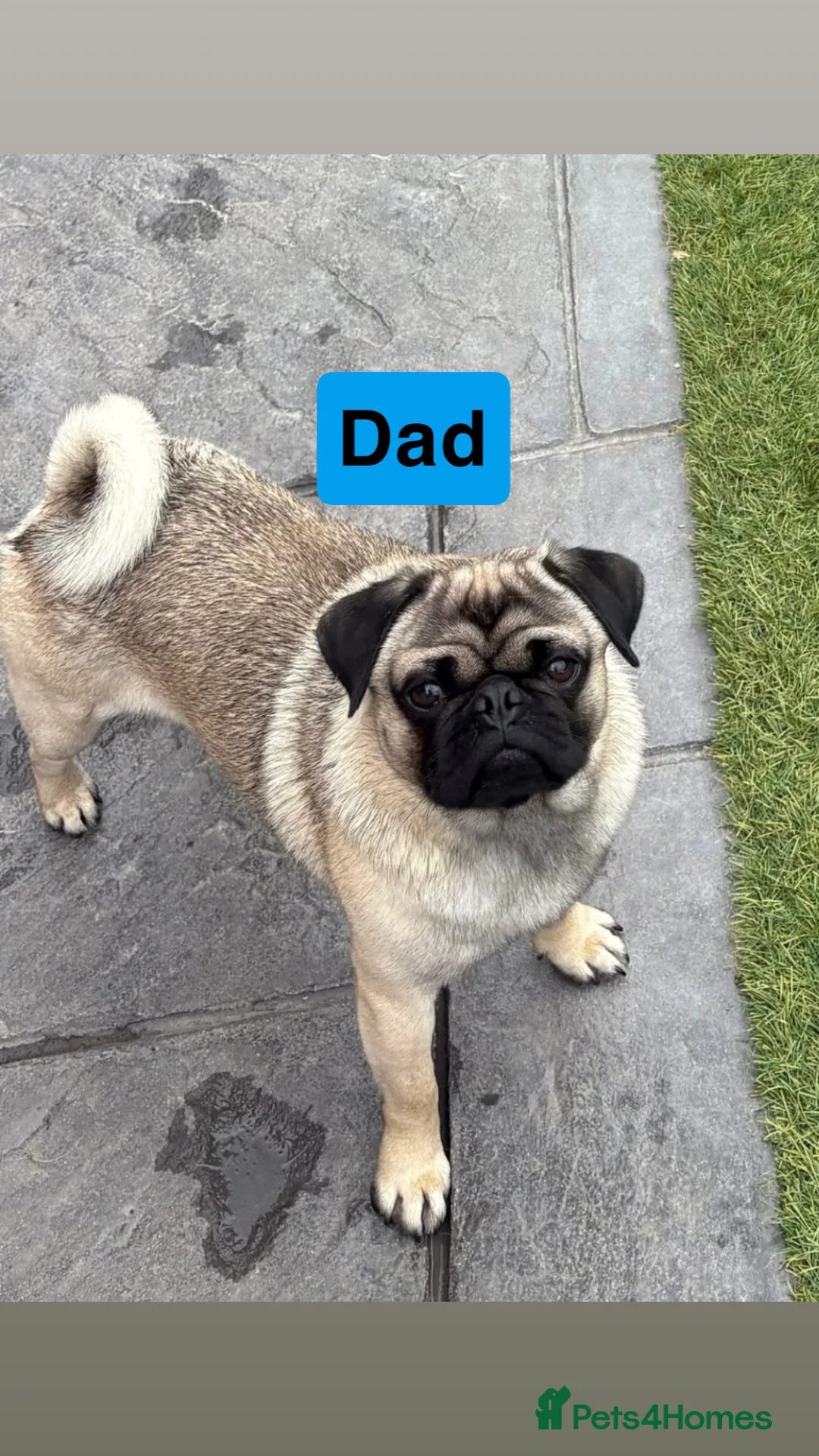 Pug dogs for sale: Pug puppies.  - Advert 2