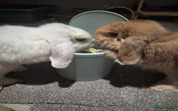 Mini Lop rabbits for sale: Two bonded mini lops for sale  - Image 4