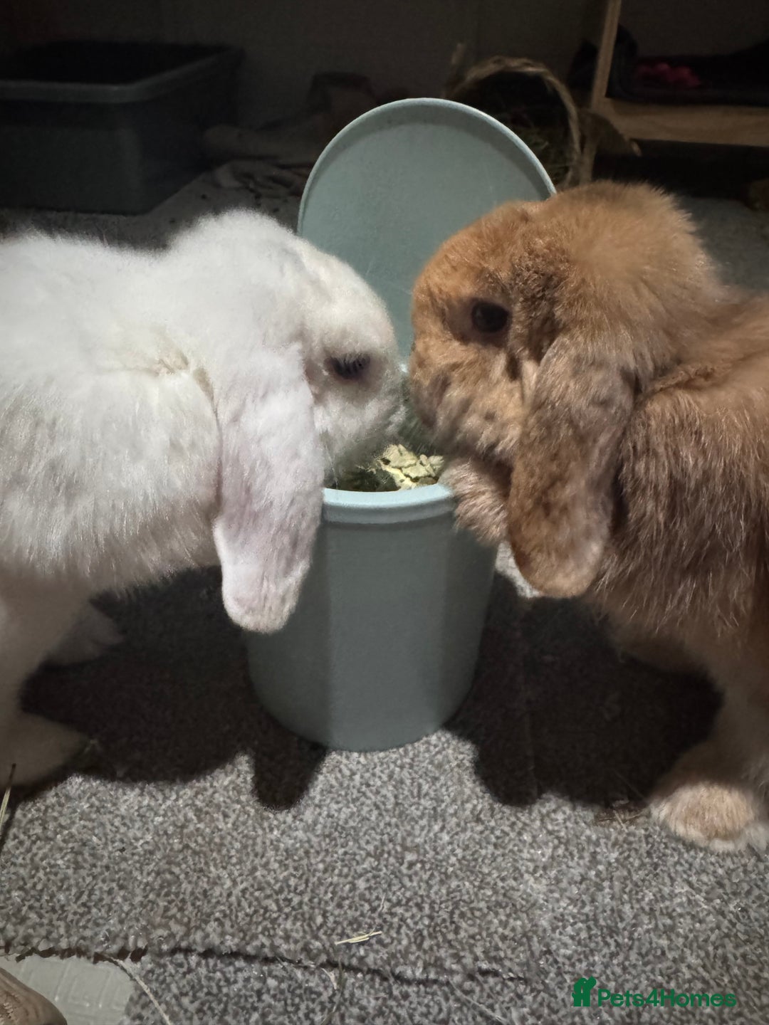 Mini Lop rabbits for sale: Two bonded mini lops for sale  - Image 4