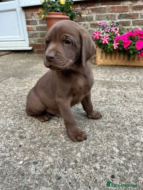 Labrador Retriever dogs for sale: Choc dual purpose Lab pups, KC Reg Health Tested  - Advert 1