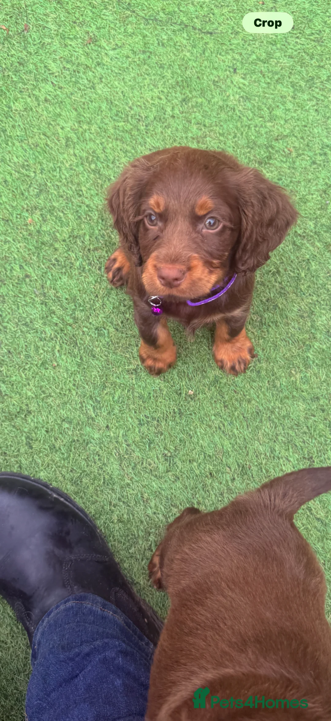 Cocker Spaniel dogs for sale: Stunning kc reg cocker spaniels  - Advert 2