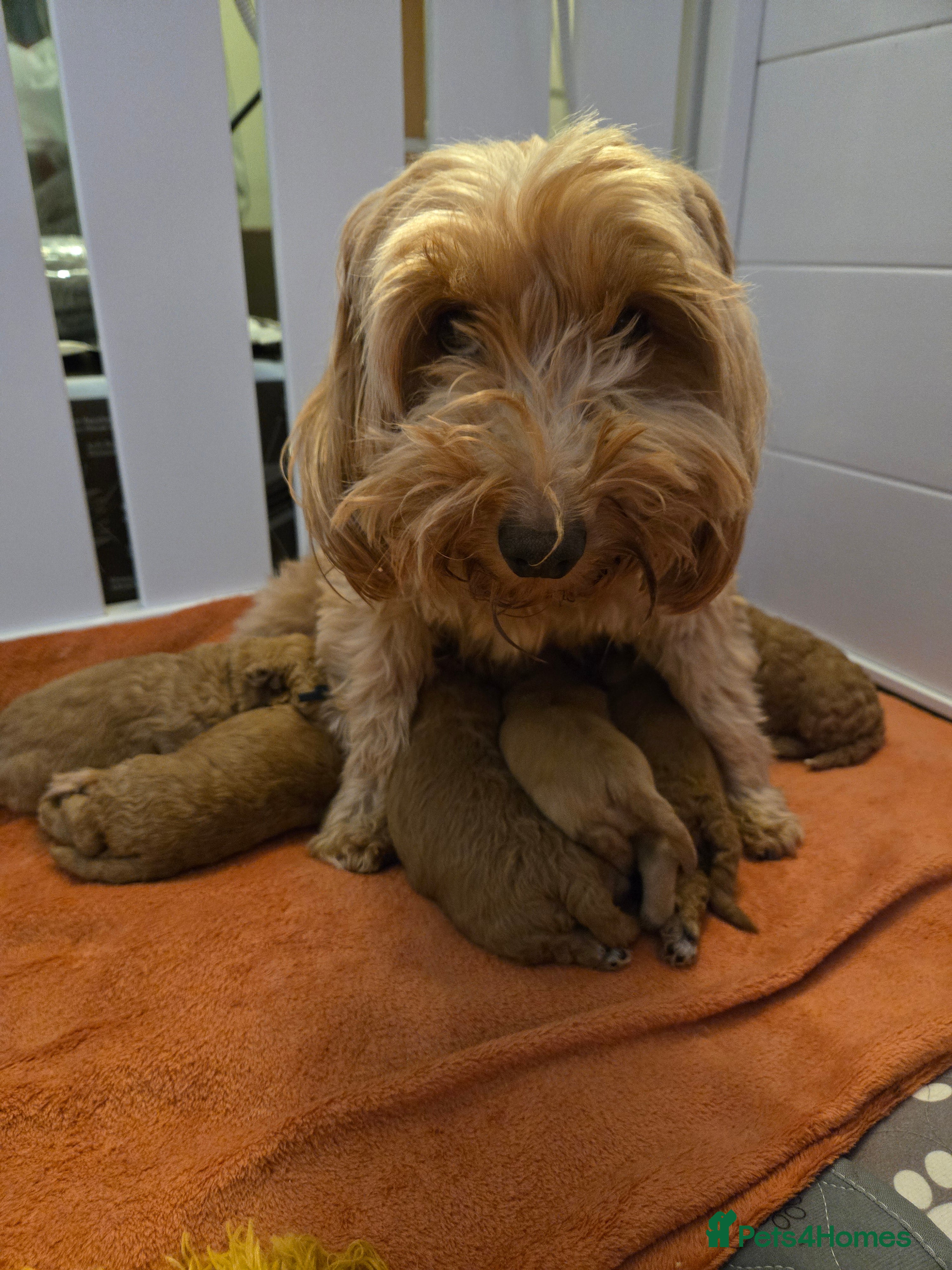 Mixed Breed dogs Beautiful Health Tested Poochon Cross Puppies  - Advert 1