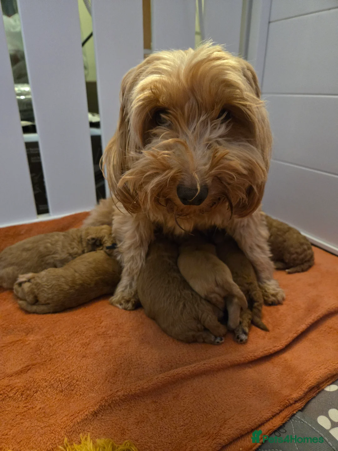 Mixed Breed dogs for sale: Beautiful Health Tested Poochon Cross Puppies  - Advert 1