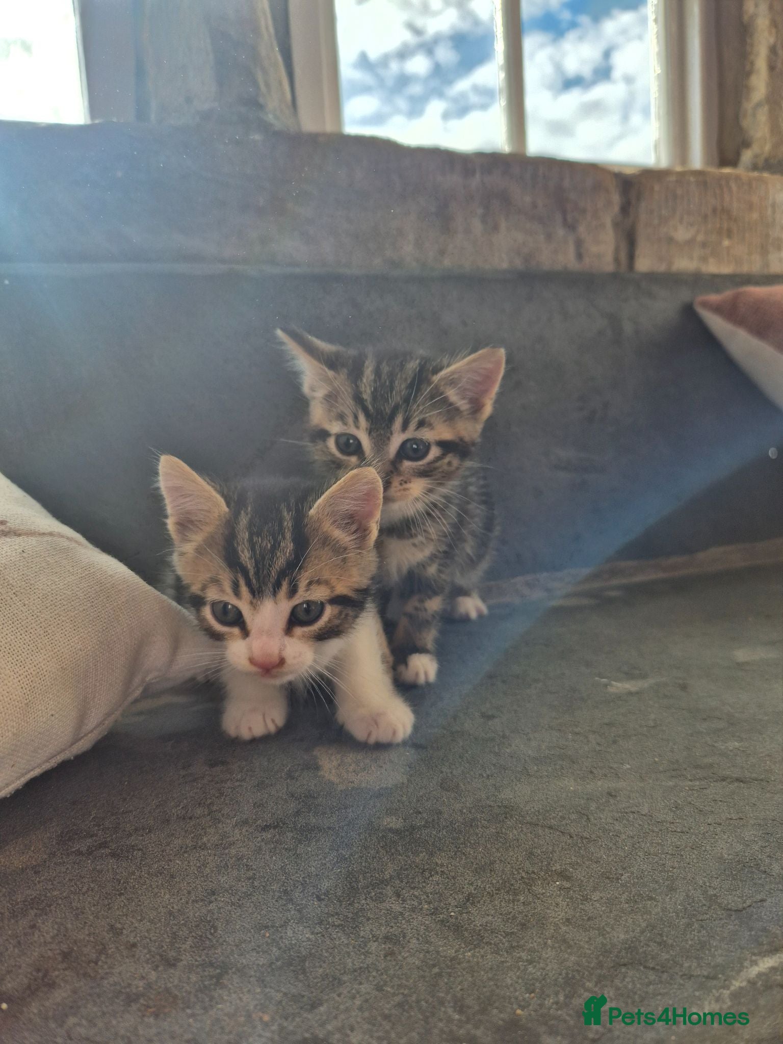Mixed Breed cats TABBY KITTENS - READY NOW - Advert 1