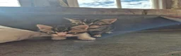 Mixed Breed cats for sale: TABBY KITTENS - READY NOW - Advert 1