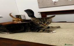 American Shorthair cats for sale: Playful Kittens Looking for Forever Homes - Image 5