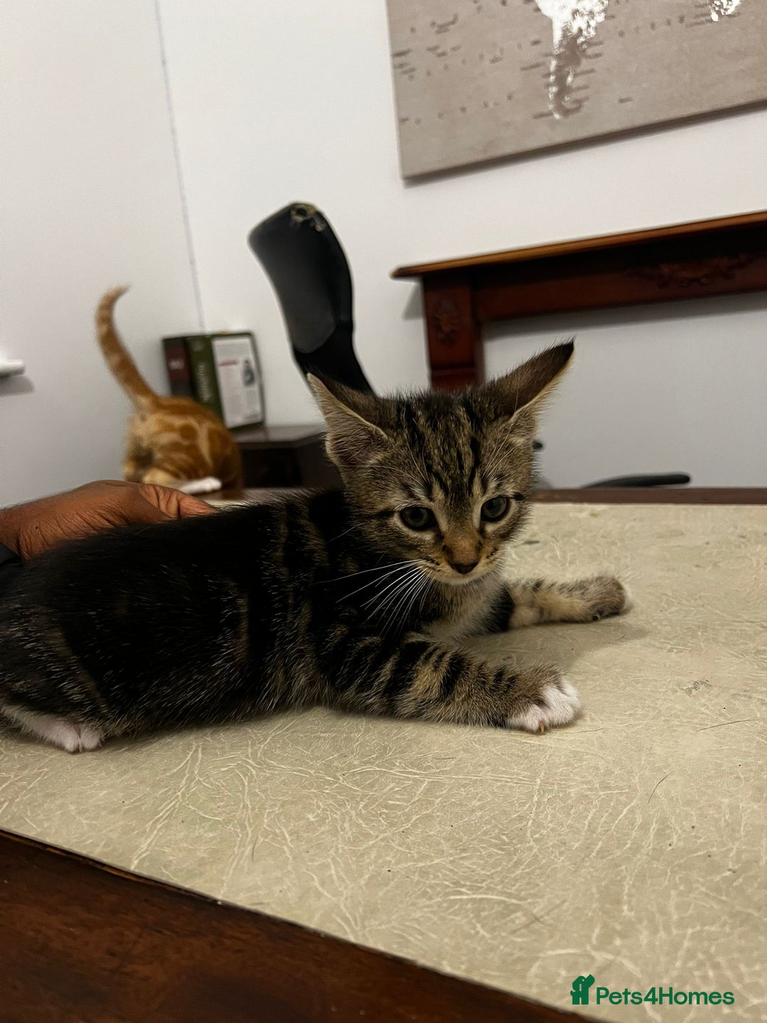 American Shorthair cats for sale: Playful Kittens Looking for Forever Homes - Image 5