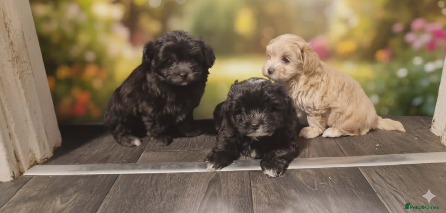 Mixed Breed dogs Maltipomapoo  - Advert 9