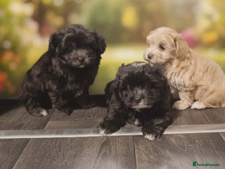 Mixed Breed dogs Maltipomapoo - Advert 9