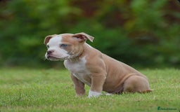 Old Tyme Bulldog dogs for sale: 5⭐️RATED, LICENSED. 23 YEARS EXPERIENCE  - Image 10