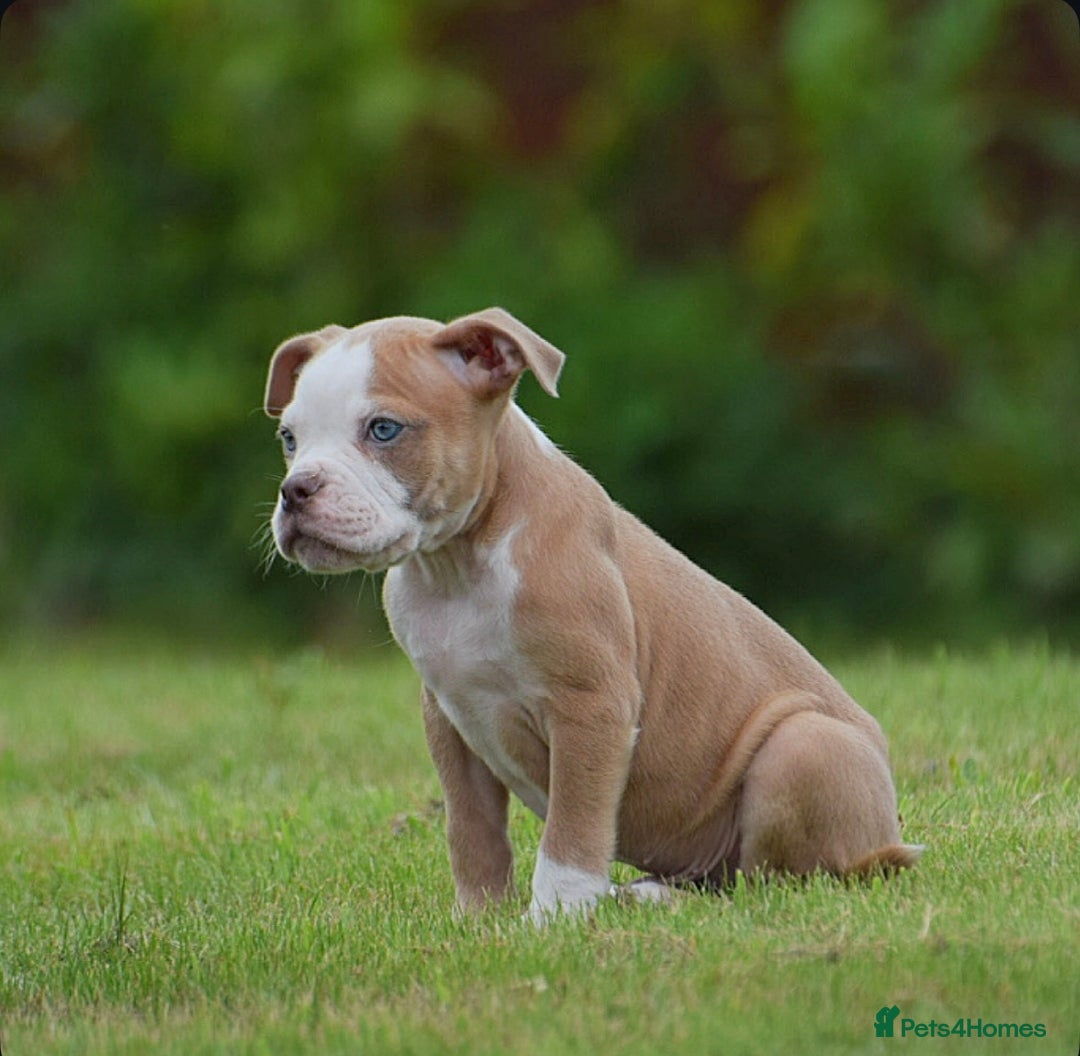 Old Tyme Bulldog dogs for sale: 5⭐️RATED, LICENSED. 23 YEARS EXPERIENCE  - Image 10