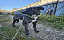 Mixed Breed dogs for adoption: A Beautiful and Gentle Girl - for a Loving Home - Image 14
