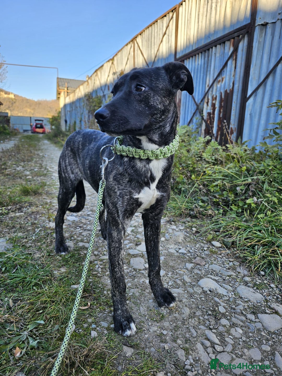 Mixed Breed dogs for adoption: A Beautiful and Gentle Girl - for a Loving Home - Image 14