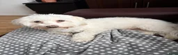 Maltese dogs for sale: 2 years old Maltese are ready to go any day - Advert 5