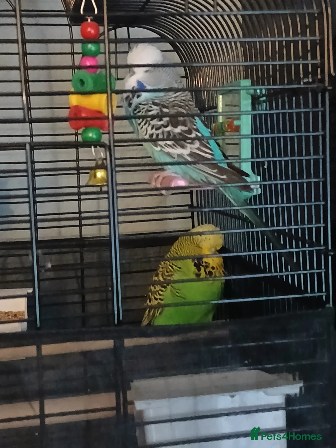 Budgerigars birds for sale: BUDGIES FOR SALE - Advert 3