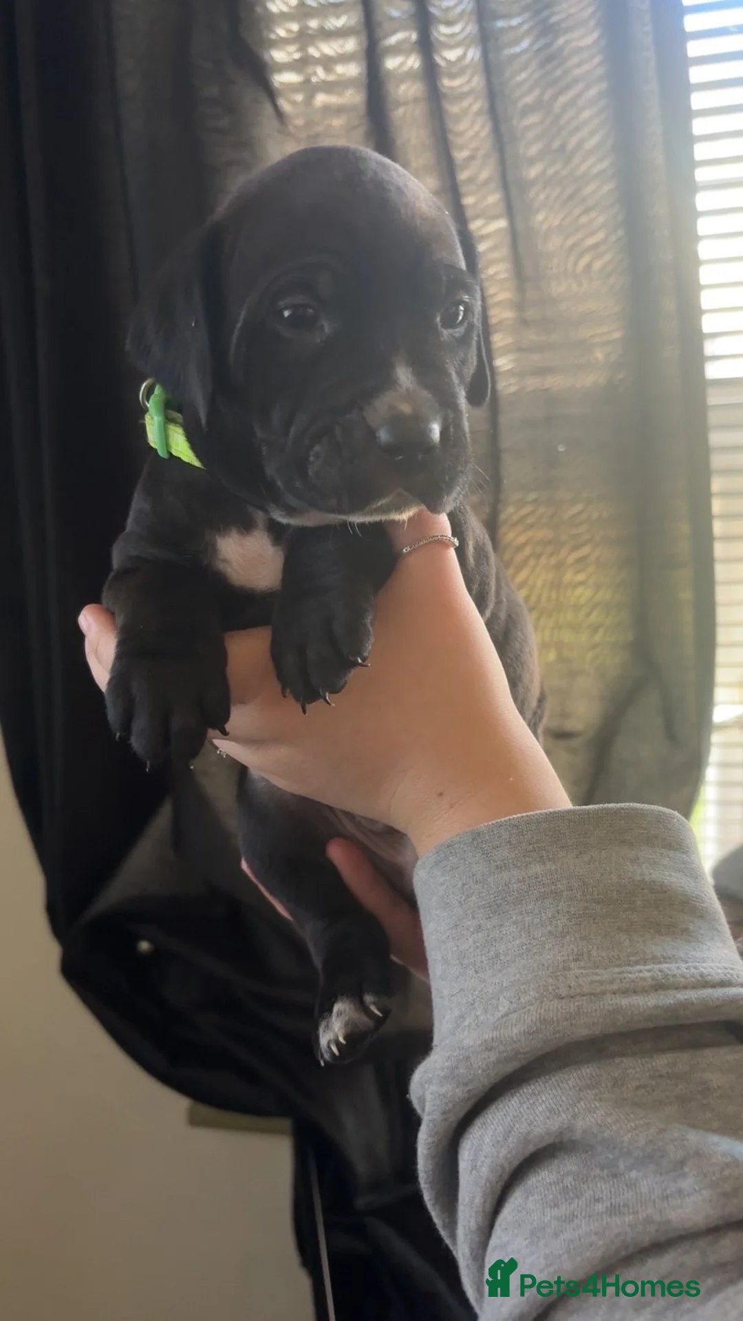 Mixed Breed dogs for sale: Dalmation/lab X staff pups  - Advert 11