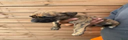 American Bully dogs for sale: American bully pups 4 weeks old  in Kidderminster - Advert 6