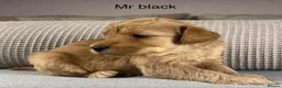 Double Doodle dogs for sale: A REALLY EXCITING MIX OF BREEDS. GORGEOUS!!! - Advert 30