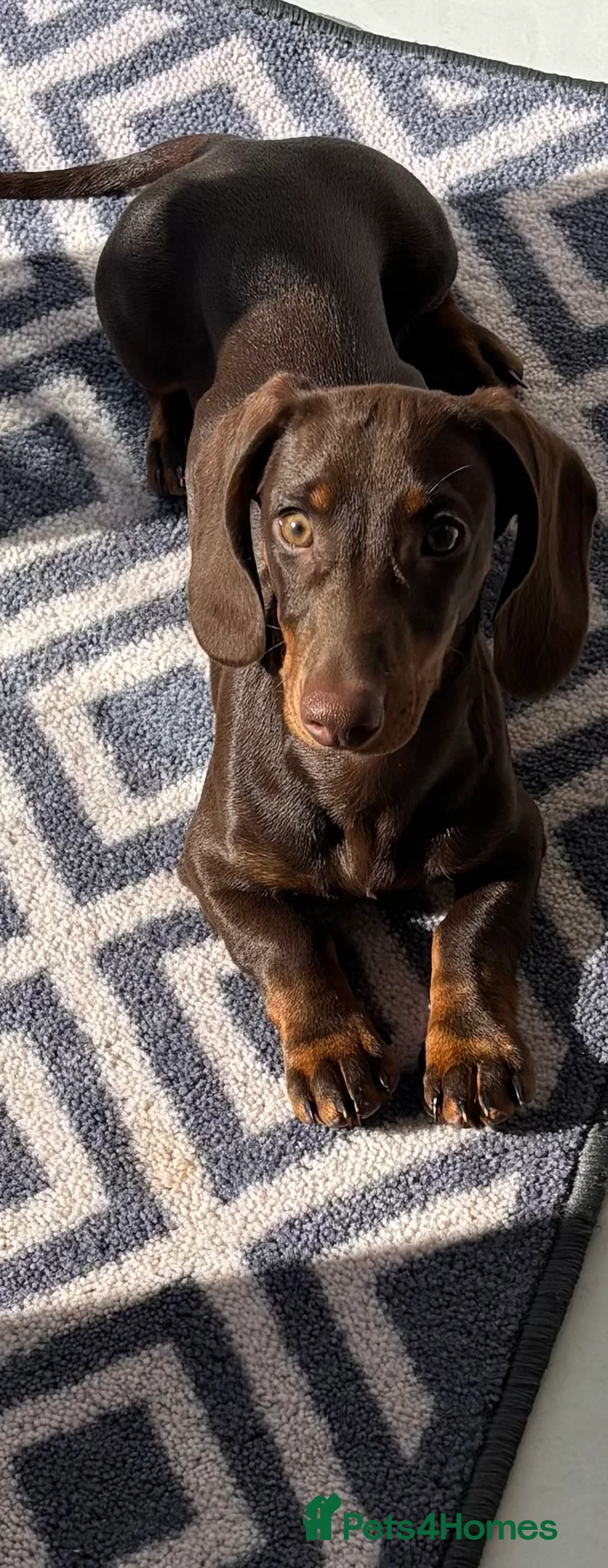 Dachshund dogs for sale: Miniature Dachshund   - Advert 4