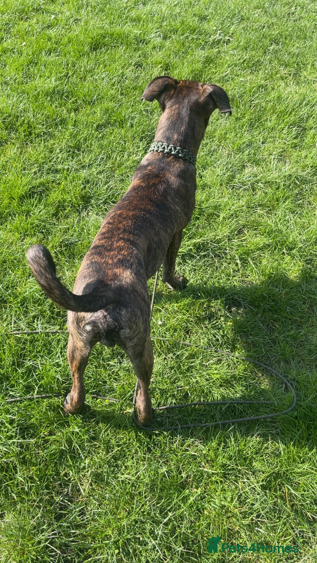 Mixed Breed dogs for sale: Cane corso  in Oswestry - Advert 7