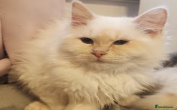 Persian cats for sale: Ready now beautiful boy  - Image 2
