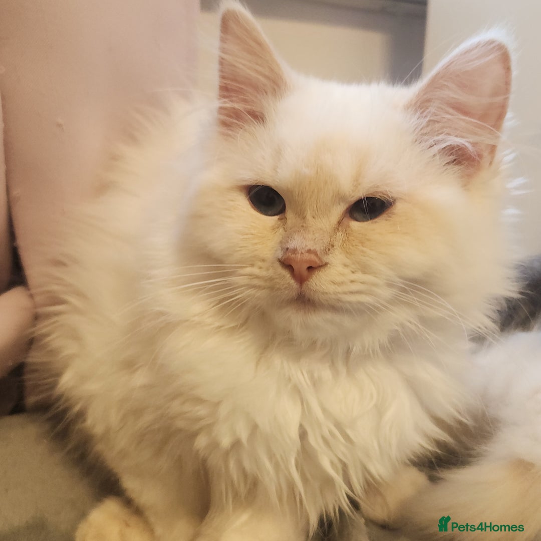 Persian cats for sale: Ready now beautiful boy  - Image 2