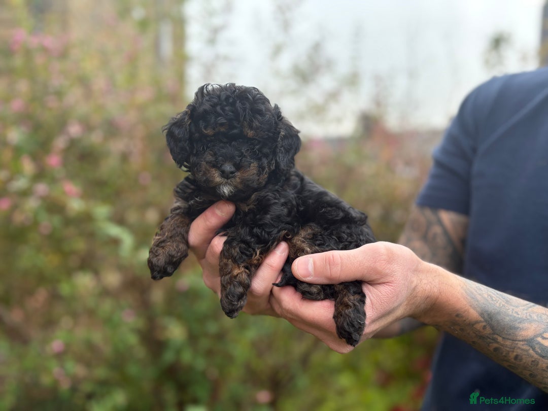 Cavapoo dogs for sale: 2 adorable male Cavapoo Puppies ! 🐾 - Image 20