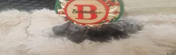 Mini Lop rabbits for sale: X4 mini lop babies - Advert 3