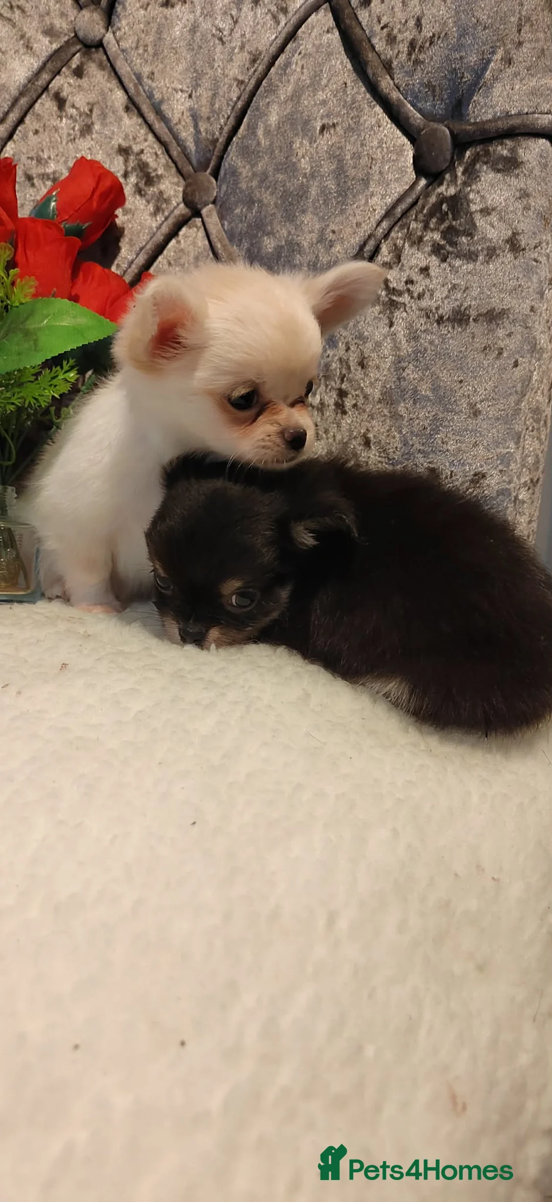 Chihuahua dogs for sale: Very beautiful husky markings chihuahua for sale - Advert 17