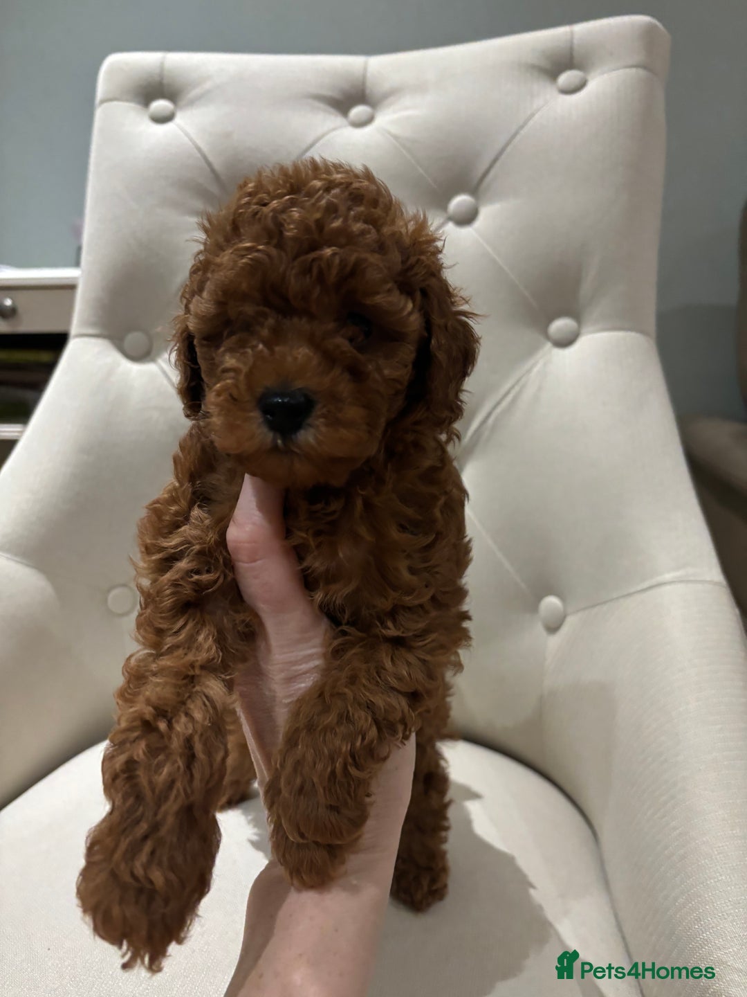 Toy Poodle dogs for sale: Toy poodles - Image 4