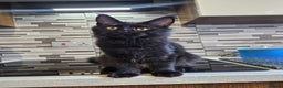 Maine Coon cats for sale: ✨2 GCCF Females Ready to go!✨ - Advert 2