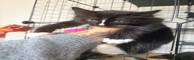 Mixed Breed 1