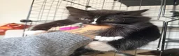 Mixed Breed cats for sale: 4 Gorgeous Kittens  - Advert 6