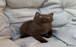 British Shorthair cats for sale: Ready British Shorthair Chunky Kittens - Image 22