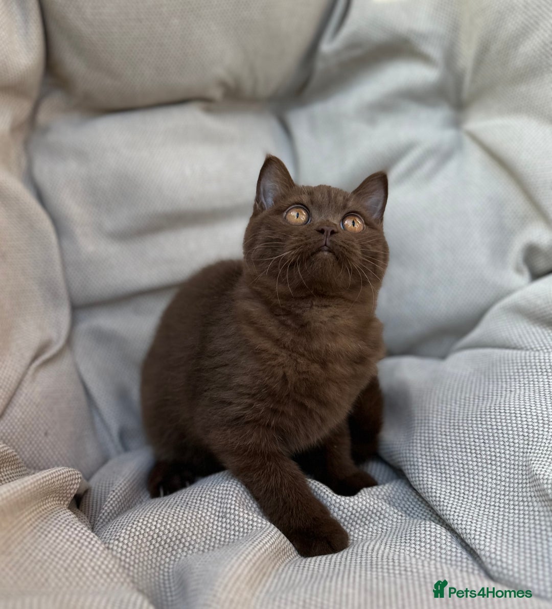 British Shorthair cats for sale: Ready British Shorthair Chunky Kittens - Image 22