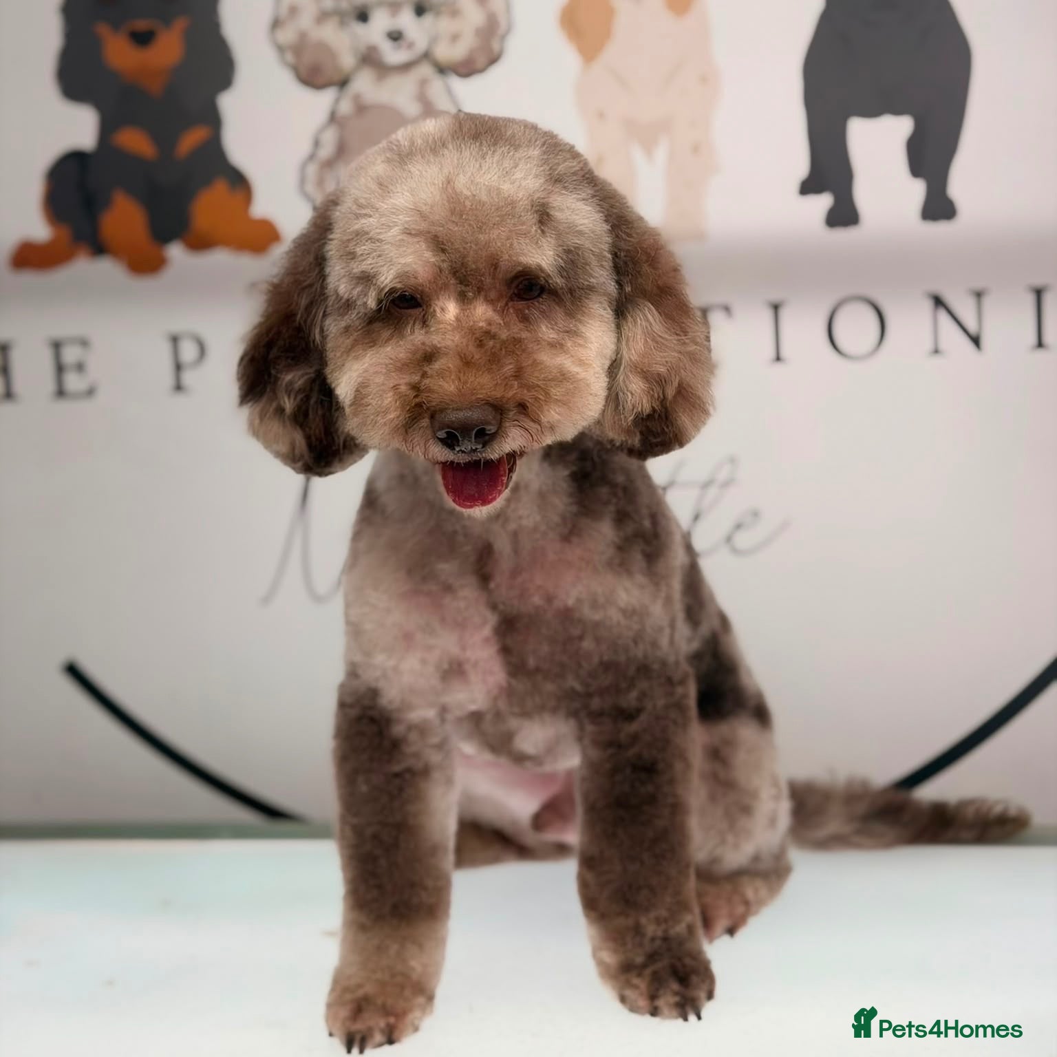 Cockapoo dogs MERLE F1b MINIATURE COCKAPOO at stud - Advert 6