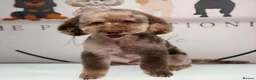 Cockapoo dogs for stud: MERLE F1b MINIATURE COCKAPOO at stud - Advert 1