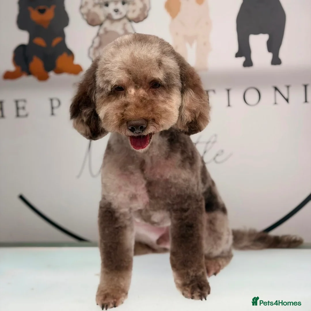 Cockapoo dogs for stud: MERLE F1b MINIATURE COCKAPOO at stud - Advert 1