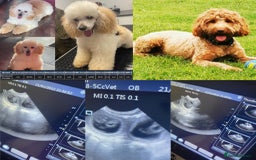 Miniature Poodle dogs for stud: HEALTH TESTED Kc Registered Miniature Poodle STUD in Doncaster - Image 20
