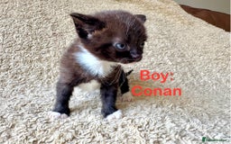 Exotic cats for sale: READY Silver Tabby cross exotic Fur Babies - Image 8