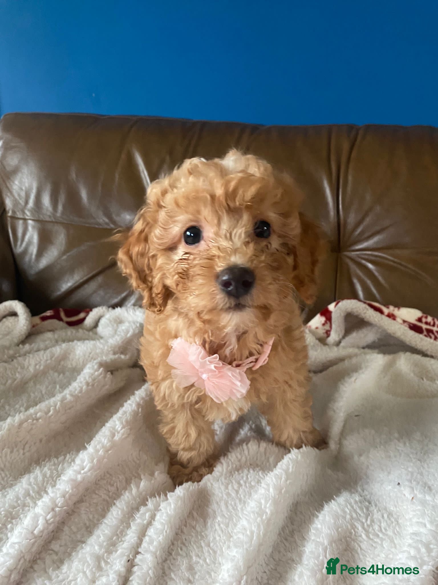 Cavapoo dogs Beautiful F2 cavapoo girls  - Advert 10